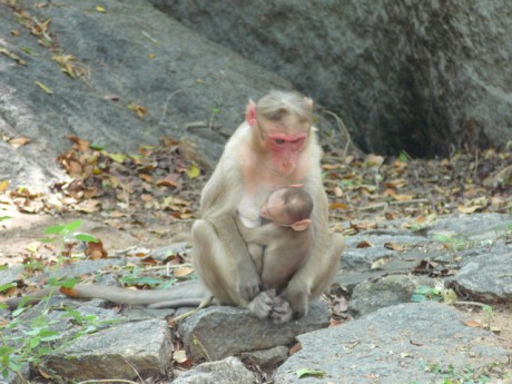 Opička s miminkem
